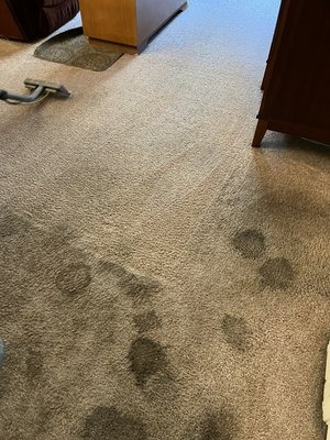 Pet Stain & Odor Removal